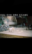文字个性的简单意境图片