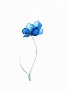 小花漂亮的唯美皮肤