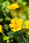 清新皮肤:语如初