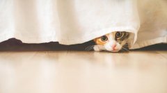 猫咪治愈图片