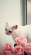 超萌可爱猫咪图片