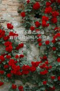 唯美文艺图片:情书