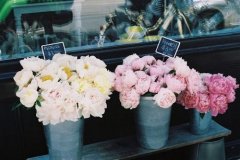 文艺唯美图片:花为霓裳