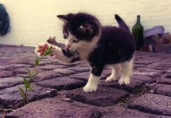 萌萌哒可爱猫咪图片