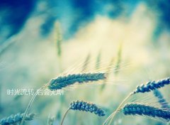 带文字唯美素材:爱情面临抉择的时候