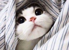 萌宠图片 可爱呆萌小猫咪图片