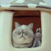 可爱小猫小狗QQ头像 明明想说怀念不如相见