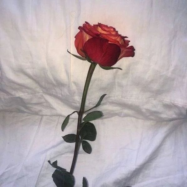 Ƭͼ