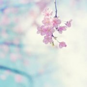 唯美图片:花开物语