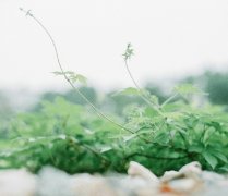 治愈系高清唯美图片