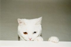 【美图】猫样的优雅