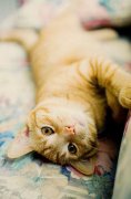 嘿嘿,你喜欢小猫咪么