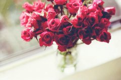 最美玫瑰花图片 红玫瑰花图片