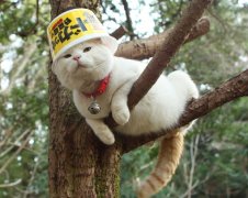 猫咪的五彩世界