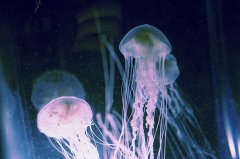 漂亮的水母图片 浪漫海底唯美图片素材