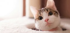 萌化了超级可爱喵星人猫咪图片