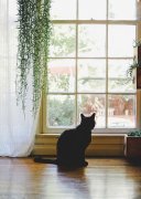 我们是彼此的风景 唯美猫咪小清新图片