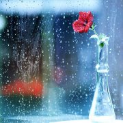 雨天橱窗边 清新唯美图片
