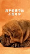 搞笑的带文字的可爱小动物图片素材 即使我很高兴但一想到你还是