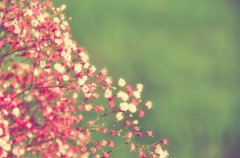 有关花的唯美清新图片 虎豹终难骑人心隔肚皮
