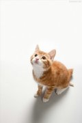 你猜我猜不猜 萌化了可爱猫咪图片
