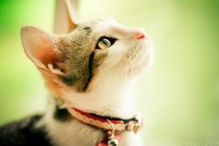 可爱的猫咪仰望天空唯美图片把自己的想念和热情收敛