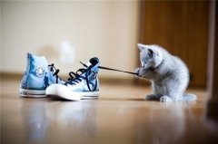 可爱萌宠图片 猫腻