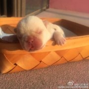 可爱法斗犬图片大全 刚出生的呆萌法斗宝宝