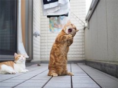 逗比搞笑的小短腿曼赤肯猫图片 茶太郎和黄豆粉
