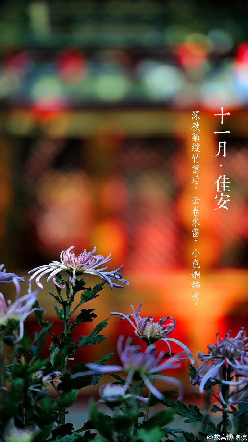十一月佳安唯美紫禁城图片大全 美的像幅画