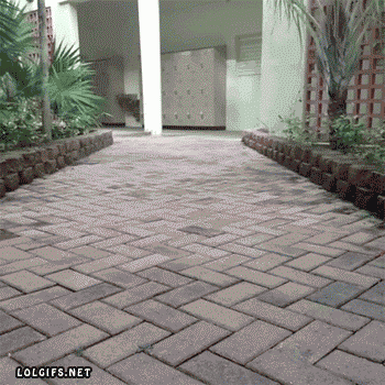 һTTһֻ ͼŶ