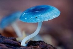 不奢望别人在乎自己 微信背景图片