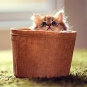 唯美软萌猫咪头像 大人唯美卡通头像背影