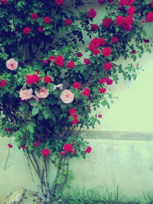ԼΨȻϵQQƤͼƬȫ Ǿˣ