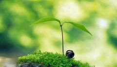 小清新绿叶美图 微信背景图片