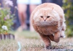 可爱萌猫咪个性空间图片 你眉间一点朱红像极了盛世繁荣
