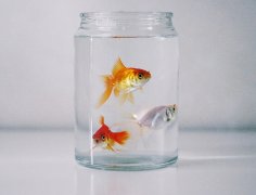 一生也只拥有七秒记忆的鱼唯美图