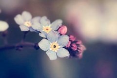 治愈系的花朵风景图片