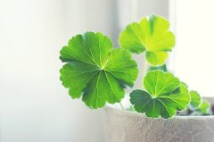 静物在初夏的时候阳光明媚的图片