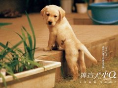 2017最新整理各种可爱狗狗的小时候图片大全