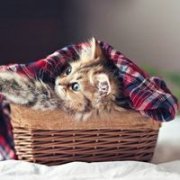 软萌猫咪头像 可爱卡通头像