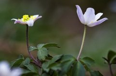 ڵȴľ˵˵