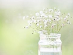 浪漫的满天星唯美意境图片 无论何时你都要记住别人再好你也不差