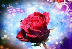 玫瑰花唯美意境图片合集 小唯美图片