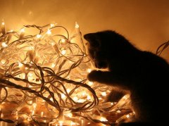 2017最新最可爱猫咪图片 像猫咪那样睡,忘却辗转尘世的累