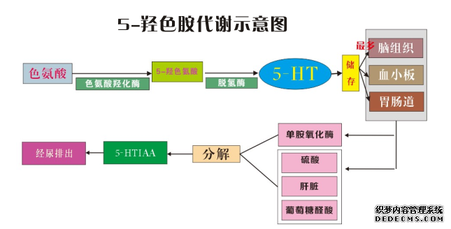 羟色胺是什么 羟色胺是什么